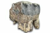 Fossil Woolly Rhino (Coelodonta) Tooth - Siberia #257864-1